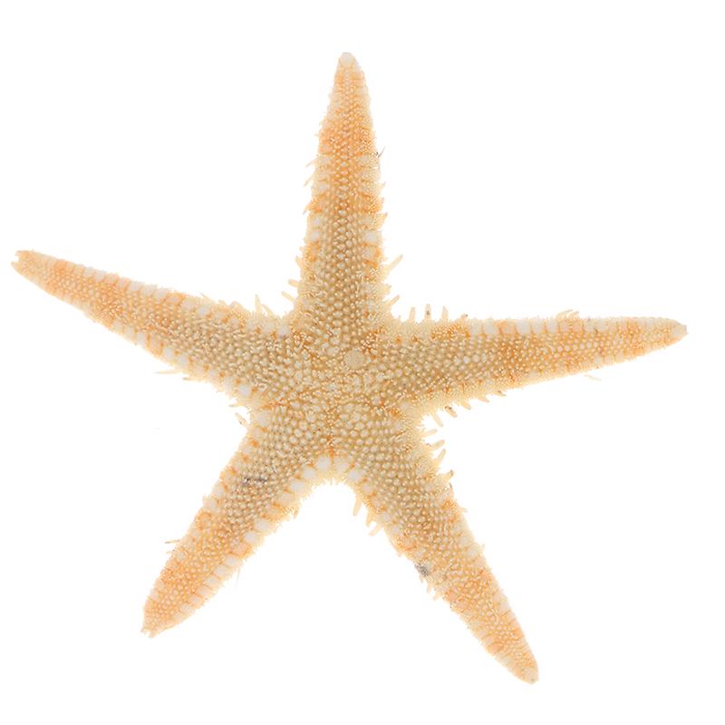 Sea Shells Size:0.5-3Cm 100Pcs Mini Starfish Craft Decoration Natural Sea Stars