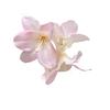 Elegant Flower Hair Claw Clip For Women Girls Secure Hold Styling Accessory Plastic Hair Decoration for Wedding Party