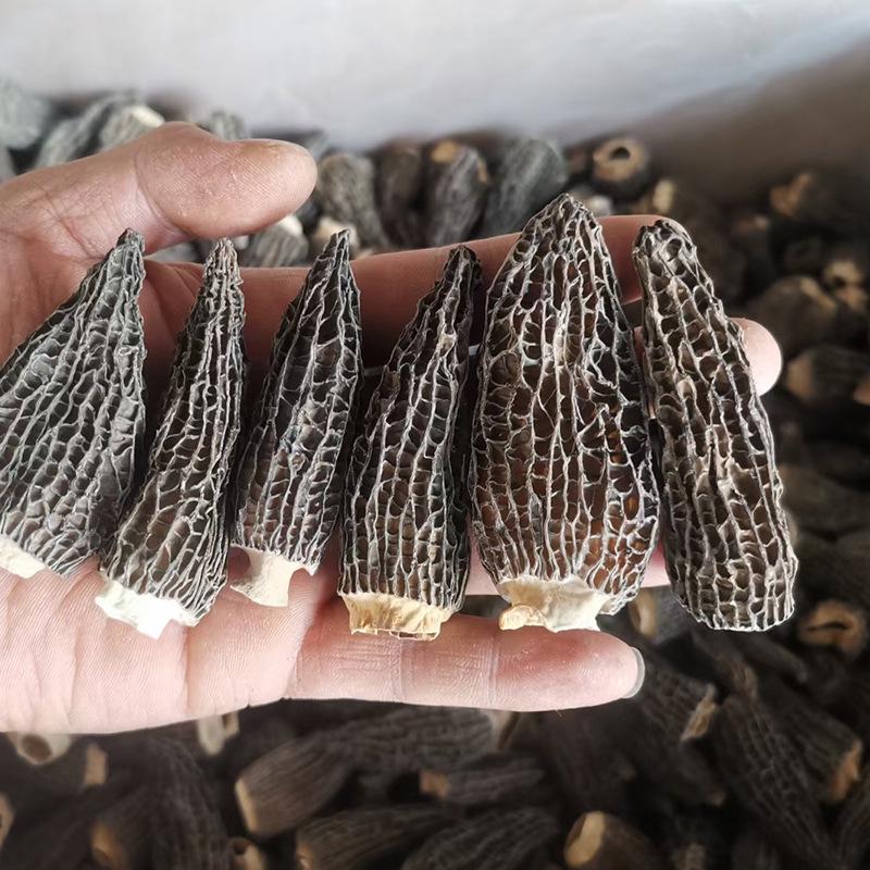 Yunnan Origin First Flush Dried Morel with Cut Stems - Edible Dried Morel