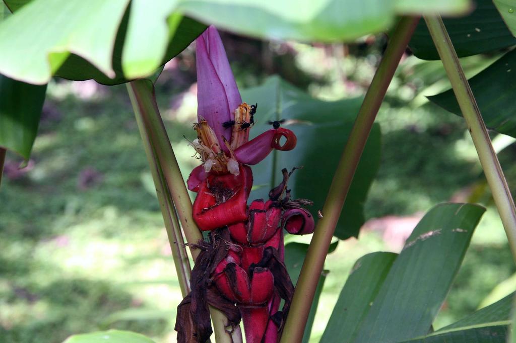 SAFLAX Gift Set - Pink Velvet Banana - 8 Seeds - With Gift Box, Card, Label and Potting Substrate - Musa Velutina