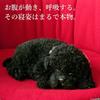 Ninian & Kino Perfect Pet (Small Size) Toy Poodle (Black) Plush Toy - Realistic, Lifelike, Animal, Soothing, Moving, Gift, Present, Celebration, Cute