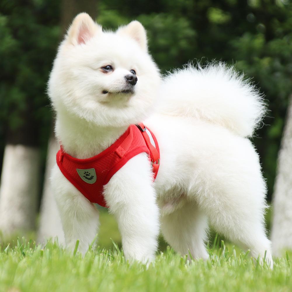 Hundegeschirr und Leine Set Outdoor Training Gehgeschirre Sicherheit Sport Welpenweste Haustiergeschirr für kleine Hunde Katzen