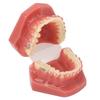 Ceramic Dental Orthodontic Demonstration Model Teeth Model with Metal Wires and Bracket for Teaching Learning