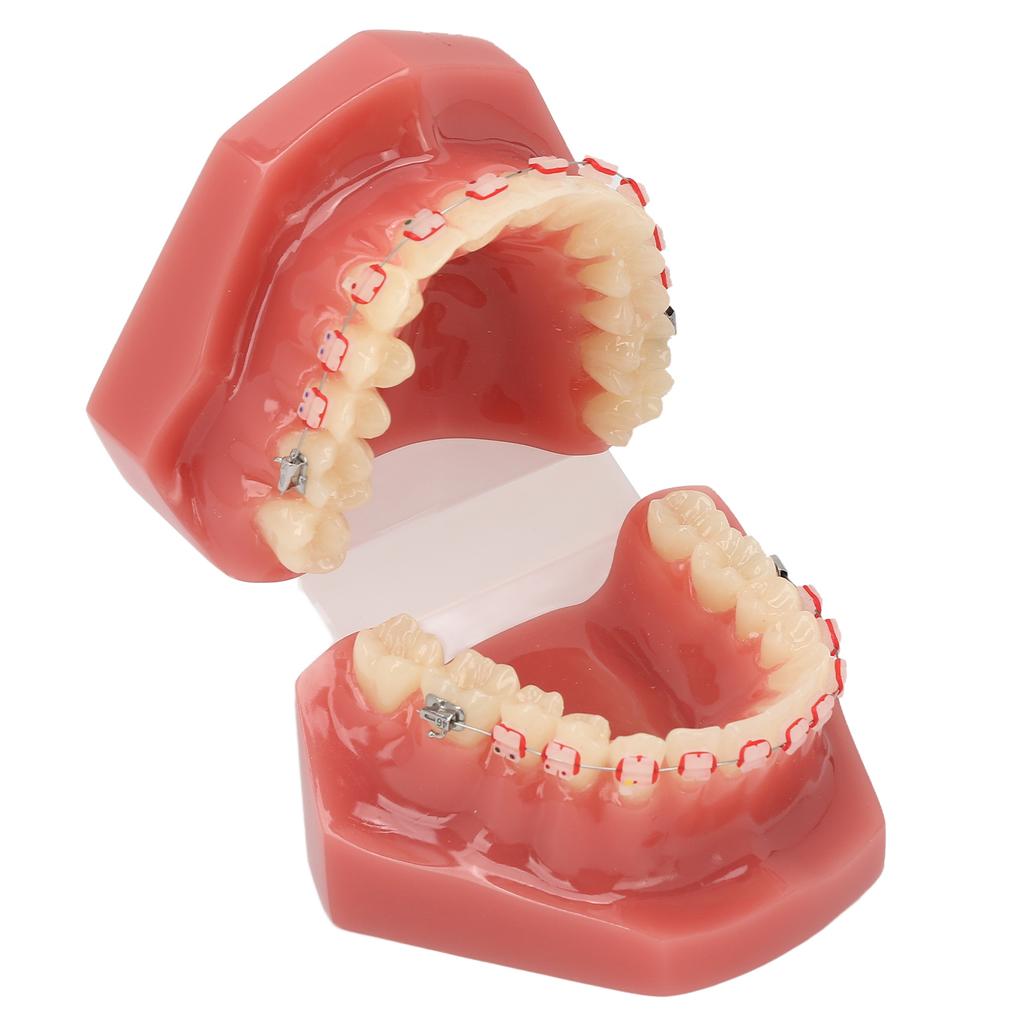 Ceramic Dental Orthodontic Demonstration Model Teeth Model with Metal Wires and Bracket for Teaching Learning