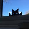 Middle Finger Black Cat, Wood Middle Finger Decoration, Smiling Middle Finger Statue, Housewarming Gift, Cat Desk Decor For Living Room