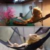 2Pieces Reptiles Hammock Bearded Dragon Hammock Suction Cup Hanging Lounger for Lizard Geckos Climbing