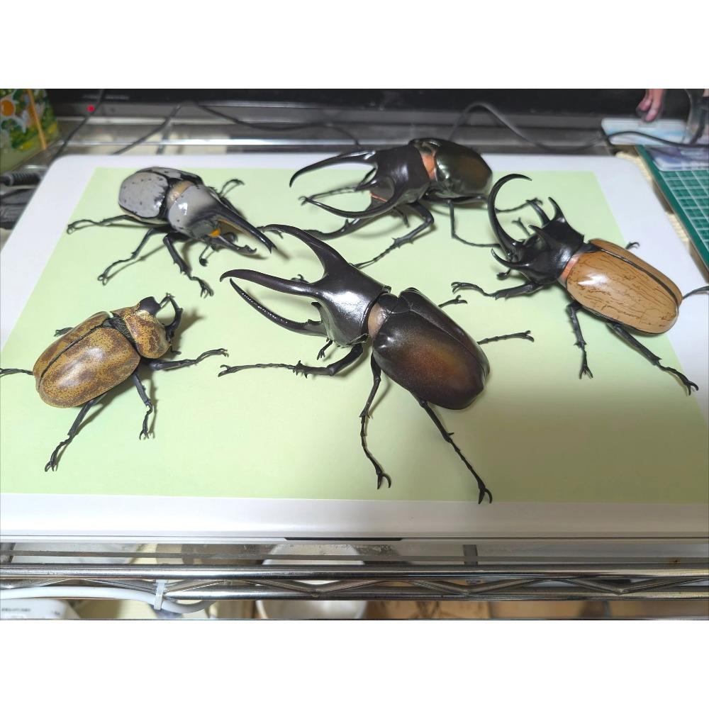 Original Capsule Toys Creature Encyclopedia: Beetles 10 Movable Joints Insects Miniature Model Assembly Collection Gacha Figures