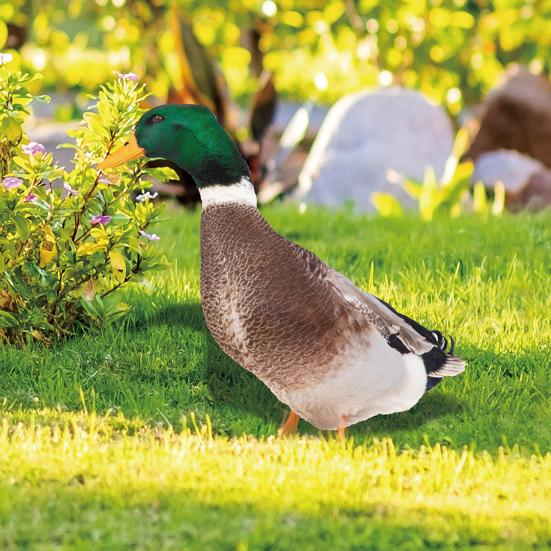 Dekoracja Kaczka Realistyczna Żywa Ozdobna Dwustronny Nadruk Rustykalna Akrylowa Statua Ogrodowa Drobiu na Podwórko