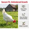 500Pcs Reusable Chicken Spectacles Plastic Anti Pecking Glasses Poultry Equipment  Chicken Farm