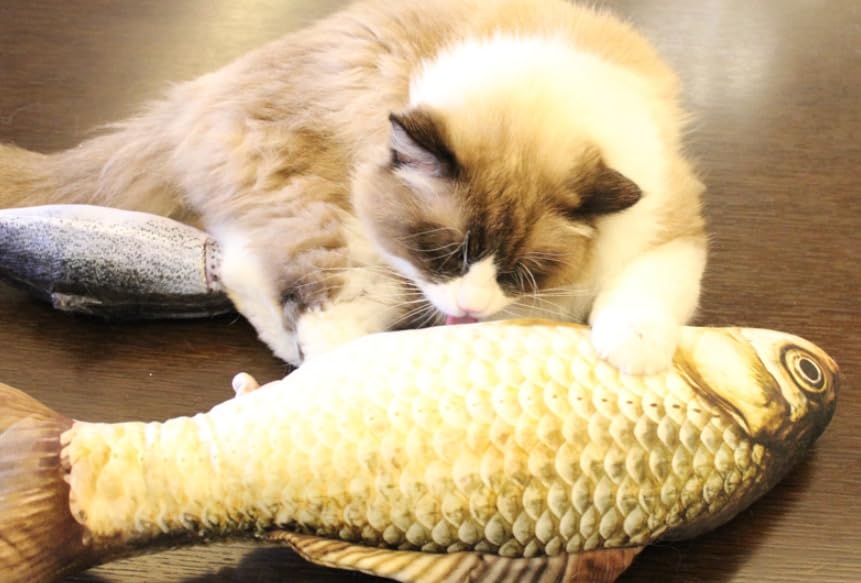 [dokidoki] Carp Fish Cushion Plush Toy, Cute, Fun, Event, Party, Halloween Gift, Cute, Moe, Instagram (Carp)