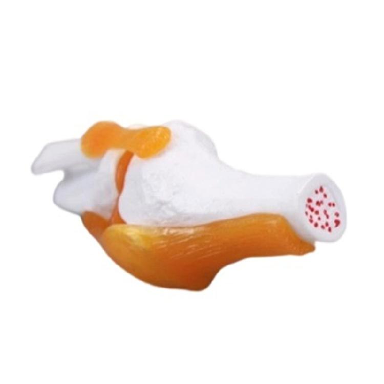 Educational Model Human Knee Joint Anatomy Model Teaching Aid Flexible Knee Joint Model for Science Education