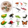 Ciclo Vitale Animale Tavola Giocattoli per Bambini Ausili Didattici Montessori Modello Ciclo di Crescita Piante Animali Set Giocattoli Cognitivi per Scuola dell'Infanzia