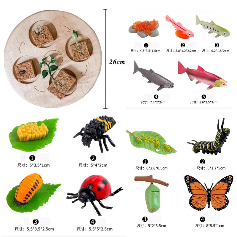 Ciclo Vitale Animale Tavola Giocattoli per Bambini Ausili Didattici Montessori Modello Ciclo di Crescita Piante Animali Set Giocattoli Cognitivi per Scuola dell'Infanzia