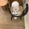 Autumn and Winter with Towing Hooded Lamb Wool Vest Cotton Coat Teddy Bear Teddy Bear Small Dog Cat Pet Clothes Puppy