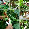 10pcs 10PCS Tying Machine Tape Tying Binding Tool Vegetable Fruit Tree Taper  Garden Use