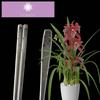 Korean Flat Chopsticks [5 Sets][Made in Korea] 304 Premium Stainless Steel Mukbang Utensil Cutlery Silverware Metal Chopsticks (Orchid Painting)