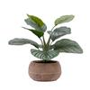 Artificial Calathea Plant In Stone Planter Lifelike Indoor Decoration Low Maintenance Home Office Desk Decor Gift Idea