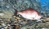 Fish Eyes 3D 3DS -
