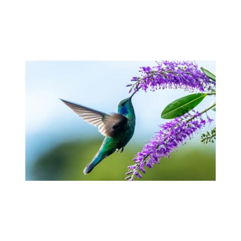 Posters and Prints with Hummingbird, Canvas Painting, Birds, Animals, Cuadros, Wall Art Paintings for the Living Room, Modern Home Decor,