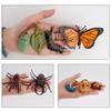 Kids Toy Life Cycle Chicken Dragonfly Simulation Model Figurine Animals Growth Cycle