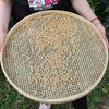 Large Handmade Bamboo Winnowing Basket: Round, Perforated Drying Sieve & Decorative Plaque