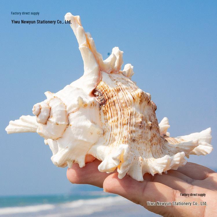 Natural Conch Shell for Aquariums & Hermit Crab Homes - Small/Medium Size, Landscaping Decor