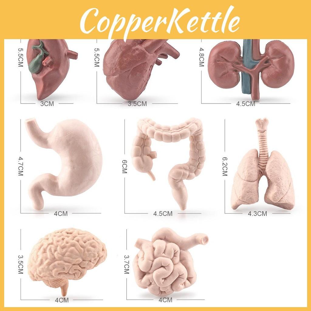 Organs Human Pvc Model Set Montessori Teaching Toy For Kids Learning Science