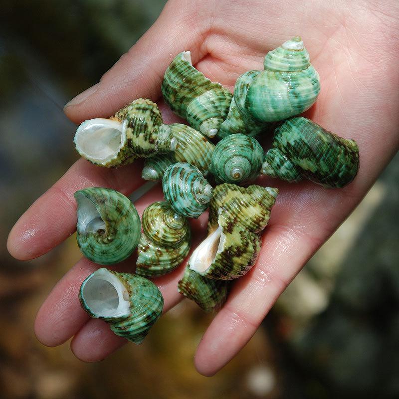 

Natural Seashells & Conch for Aquarium Decor and Photography, Packed in Half-Jin Net Bags