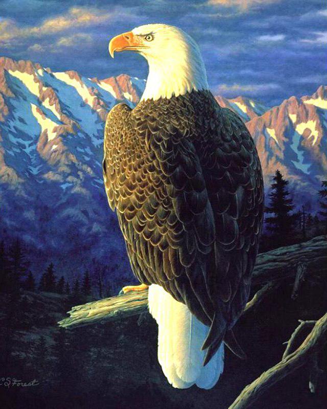 5D DIY Round / Square Diamond Painting Rhinoceros Animal Diamond Embroidery Cross Stitch Kit Cat Mosaic Picture Diamond Decoration Gift