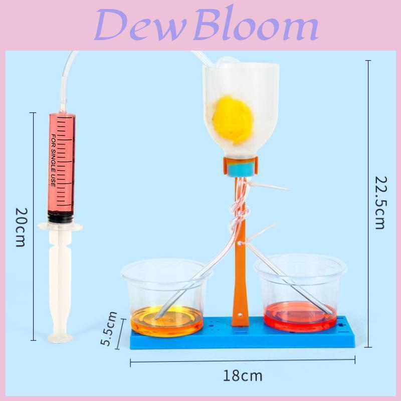 Science Experiment Diy Kidney Unit Model Educational Toy For Kids Classroom Learning
