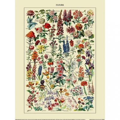 Adolphe Millot Flowers Print