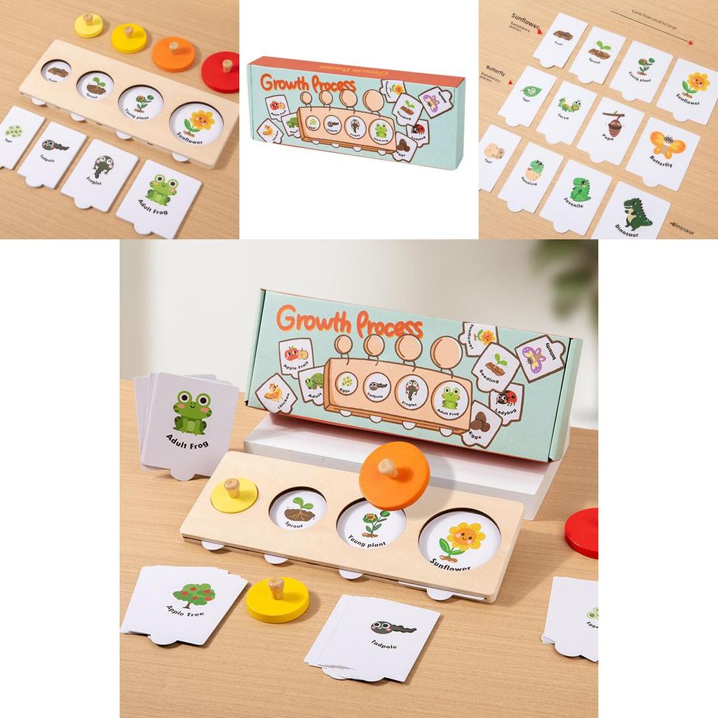 Montessori Growth Cycle Puzzle Wooden Educational Toy For Preschool Learning
