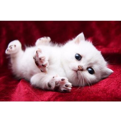 Volles 5D-Diamantgemälde zum Selbermachen, süße Katze, Diamant-Stickerei, Kreuzstich, Heimdekoration, handgefertigtes Geschenk