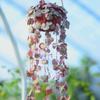 Heart To Heart Love's Vine: Cute Hanging Succulent for Beginners