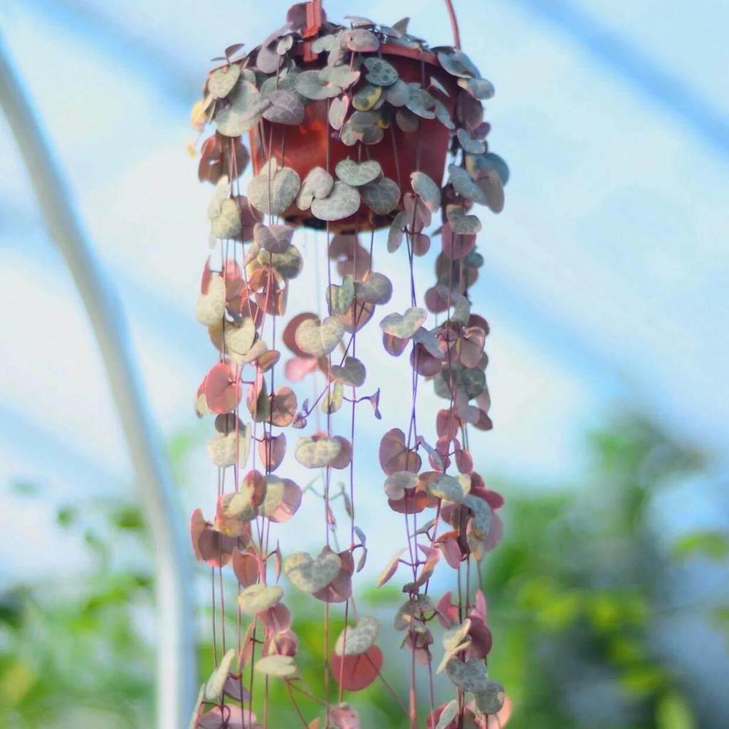 Heart To Heart Love's Vine: Cute Hanging Succulent for Beginners
