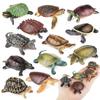 AAGWW 12-Style Animal Model Set, Amphibian Reptile Turtle Decorations, ChristmasNew Year Gift, Kids Toy (Realistic Turtle Model)