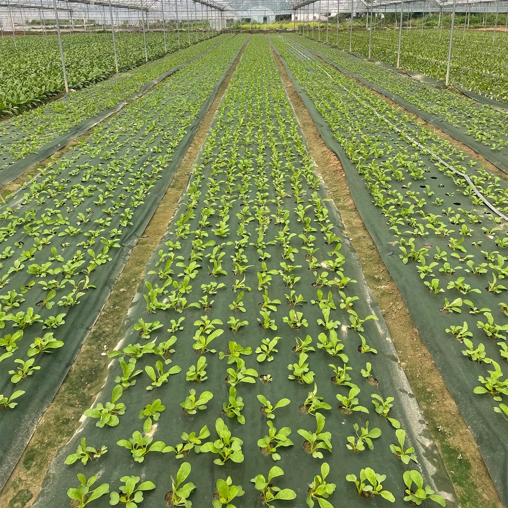 Tejido Perforado Resistente para Barrera de Malezas Ideal para Jardín, Huerto, Frutal y Patio - Suprime las Malezas, Transpirable, Permeable al Agua