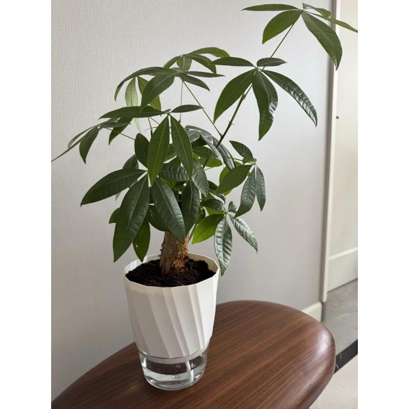 Lazy Hydroponic Flower Pot Automatic Water-Absorbing Flowerpot Transparent Double Layer Plastic Self Watering Planter Office
