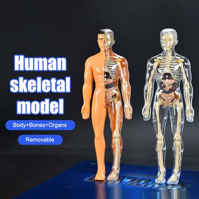 3D Human Skeleton Organ Anatomy Scientific Model Kit Kids Body Education Models Removable Simulation Diy Organ Assembly Model