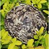 100g Caicheng Raw Pu Erh Tea Mini Cake Fragrant White Moonlight Old Puer