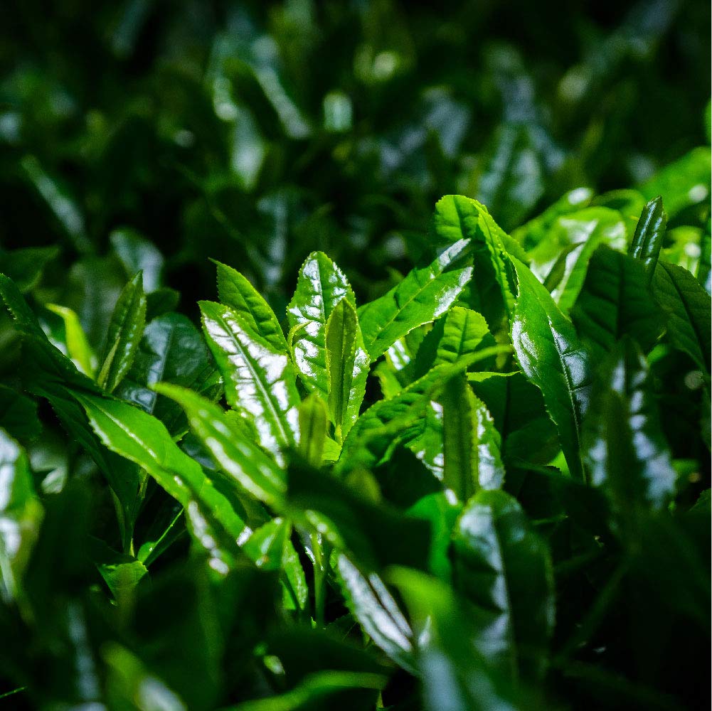 Ou Shoji Meicha Kobo Sencha Goku 60g X 2 Powder