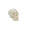 Life-Size Detachable White Human Skull Model for Art and Sketching