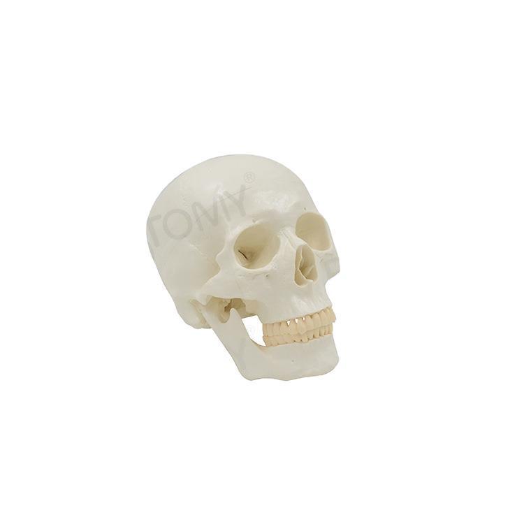 Life-Size Detachable White Human Skull Model for Art and Sketching