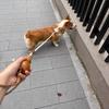 Gourd Handle Dog Leash 1.5m/1.8m Portable Anti-Slip Dog Training P-Cord Rope Explosion-Proof for Small/Medium Dogs Pet Products