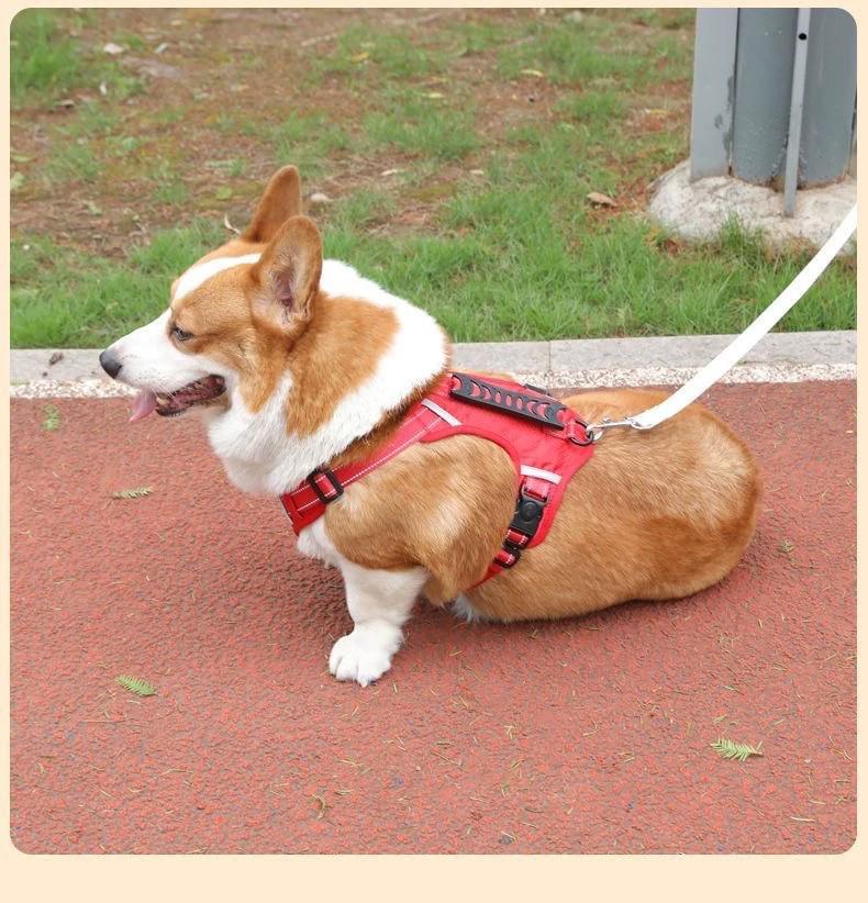 Anti-Escape Dog Harness with Leash, Vest-Style for All Dog Sizes
