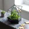 Geometric Glass Greenhouse for Moss and Mini Plants - Vase Gift Box for Weddings and Soft Decor