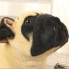 40cm Simulated Animals Lovely Lying Bulldog Shar Pei Dog Car Sofa Bed Throw Pillow Doll Lively Kids Decoration Plush Toys Gift