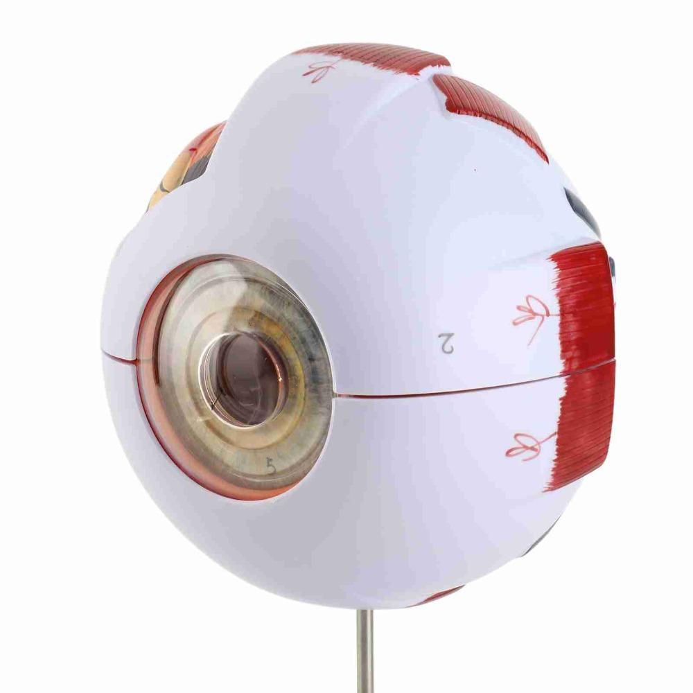 6X 6 Times Magnification Human Eye Model Solid Eye Anatomy Model Science Presentation