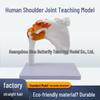 Functional Human Shoulder Joint Model with Ligaments