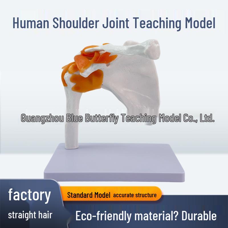 

Функциональная модель плечевого сустава человека с связками PVC